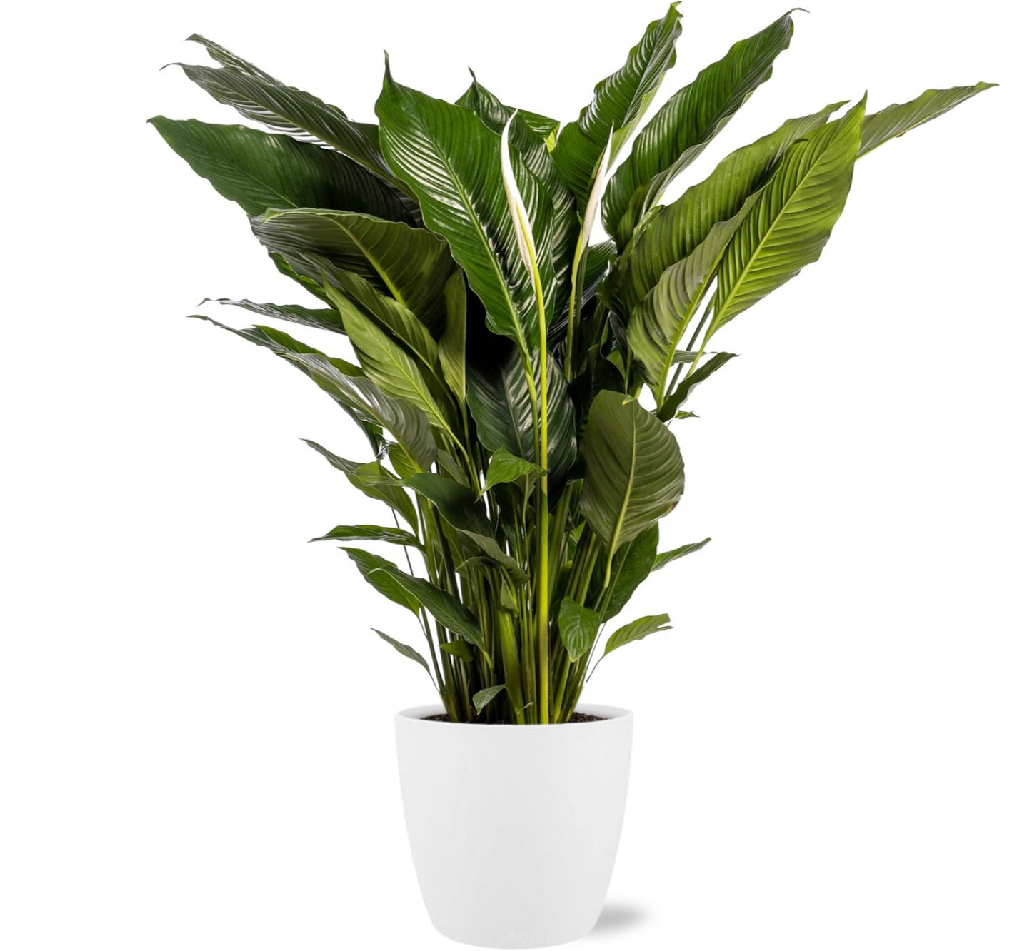 Spathiphyllum Sweet Sebastiano – Pflegeleichte Friedenslilie Ø24cm Weiß