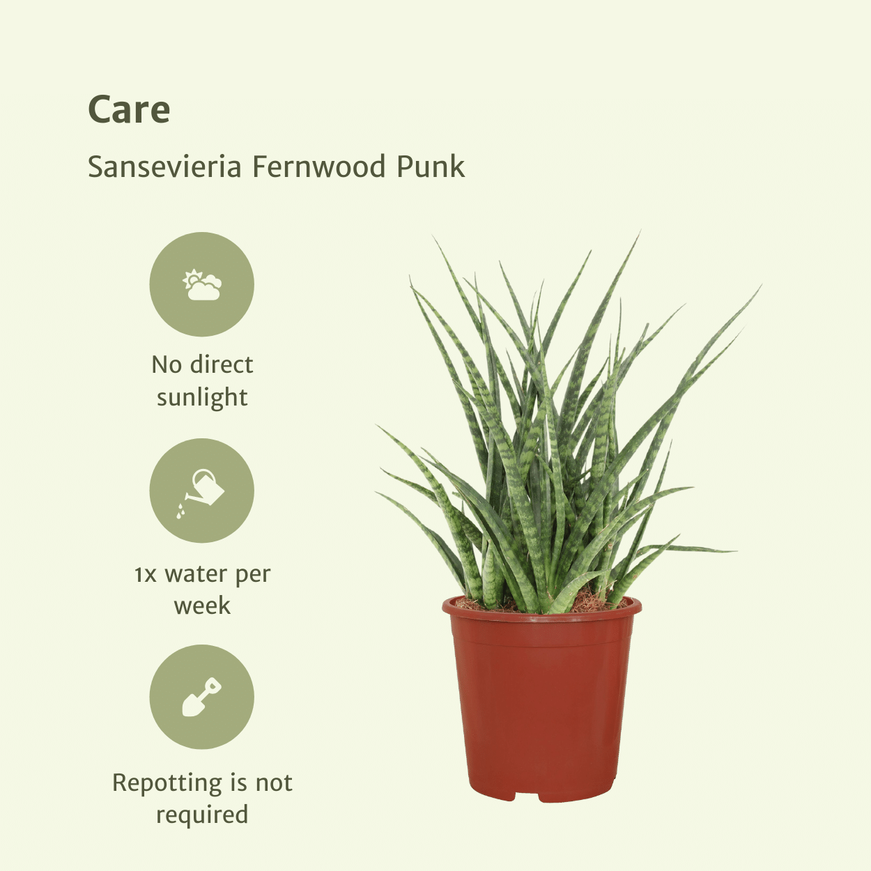 Frauenzunge 'Fernwood Punk' 2er Set – Pflegeleichte Zimmerpflanzen Ø12cm