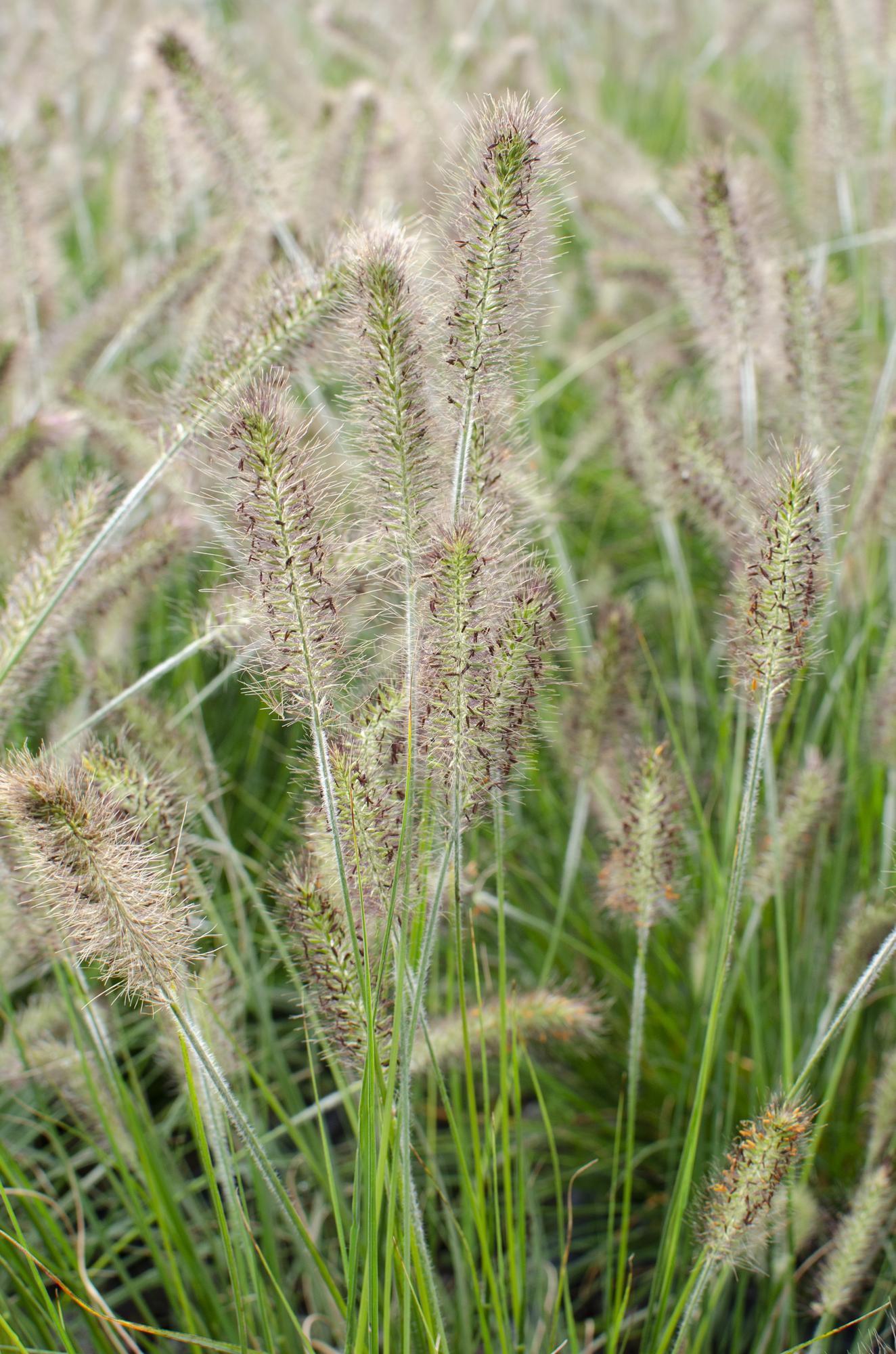 Pennisetum alopecuroides 'Hameln' – Kompaktes Lampenputzergras