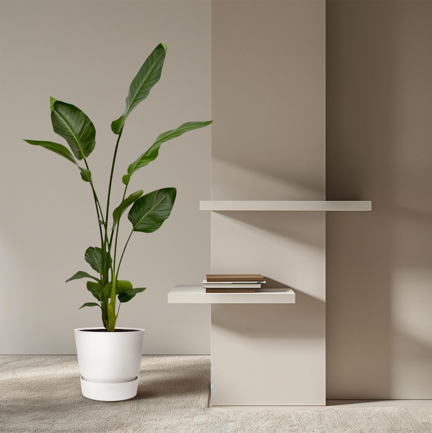 2x Strelitzia Nicolai Zimmerpflanze – 130 cm, Ø17 cm