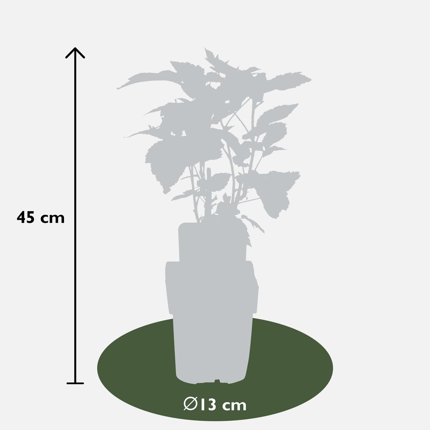 4er-Set Rubus id. Twotimer – robuste Gartensträucher Ø13 cm