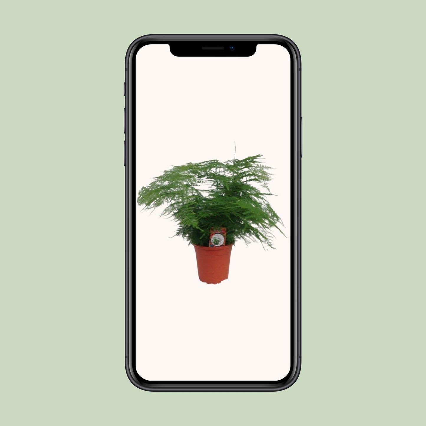 Asparagus setaceus Ø17cm – Eleganter Spargel-Farn