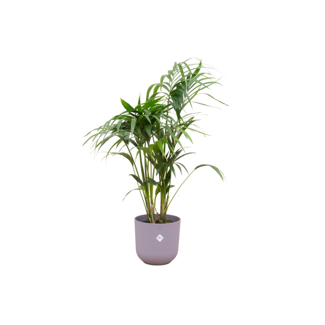 Kentia-Palme mit Elho Jazz Round lila Ø26 – 130 cm