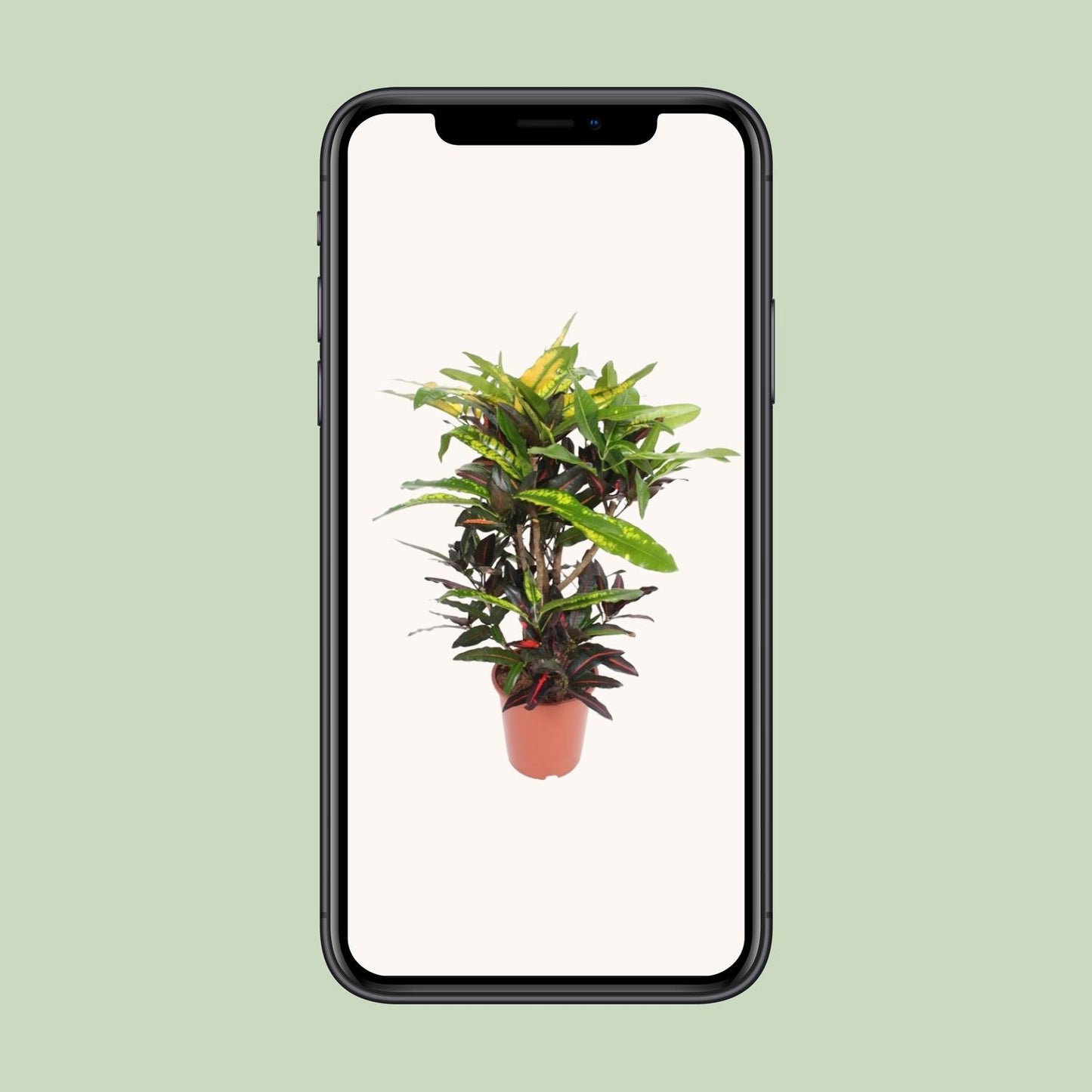 Codiaeum Mango (Croton) – Farbstarke Zimmerpflanze Ø27cm