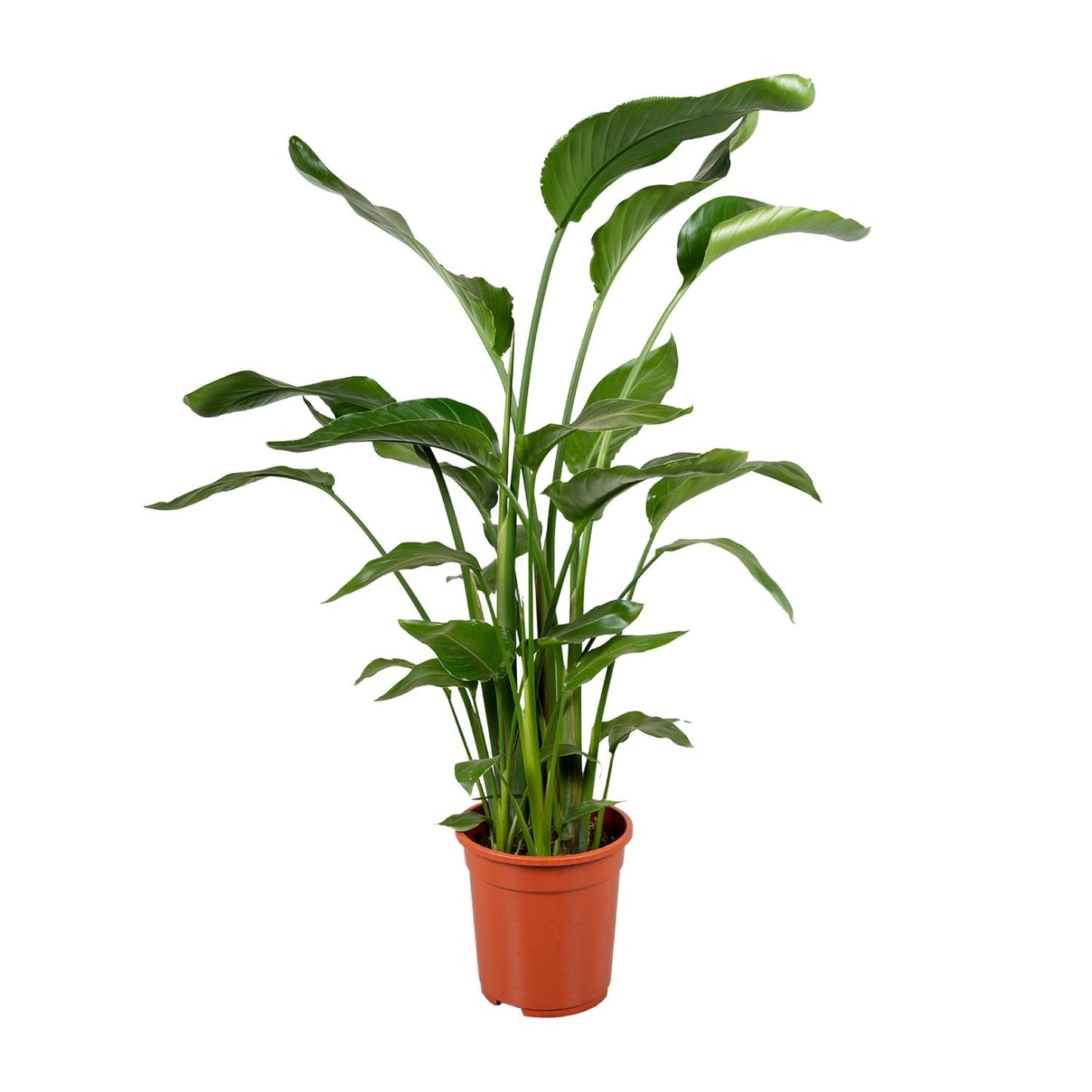 Strelitzia Nicolai – Tropische Paradiesvogelblume 100-120 cm