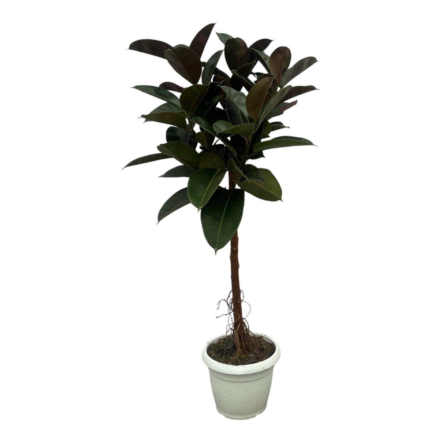 Ficus Elastica Robusta Stamm – Pflegeleichter Gummibaum 140 cm