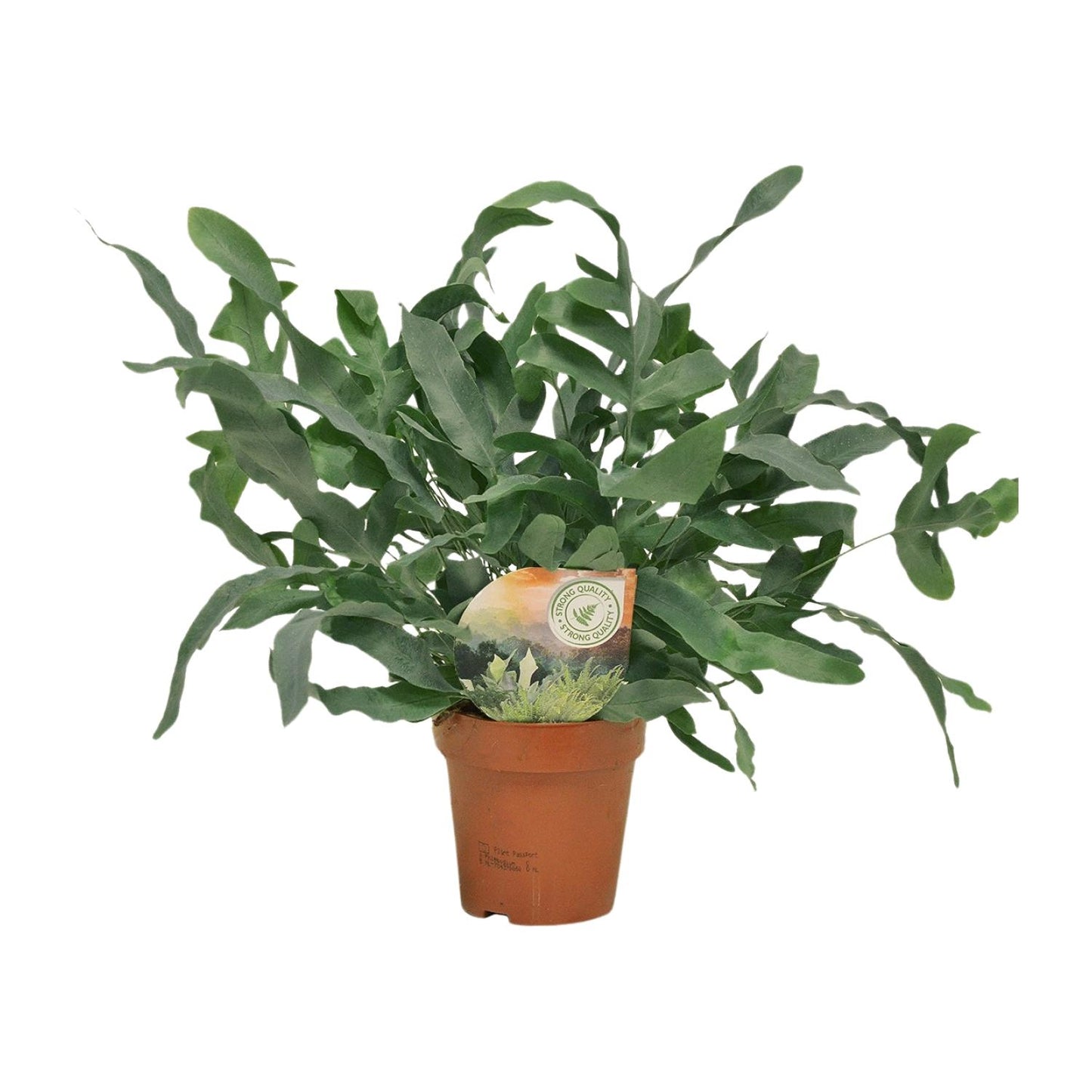 Phlebodium Blue Star – Pflegeleichte Trendpflanze Ø12cm