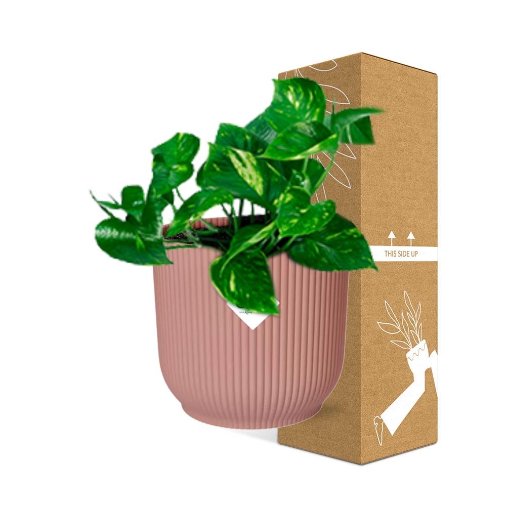 Epipremnum Pinnatum ‘Aureum’ im rosa ELHO Vibes Fold Topf 14cm