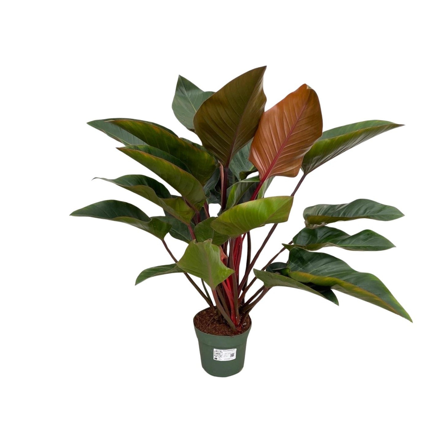 Philodendron Red Beauty – Tropische, pflegeleichte Zimmerpflanze 100 cm