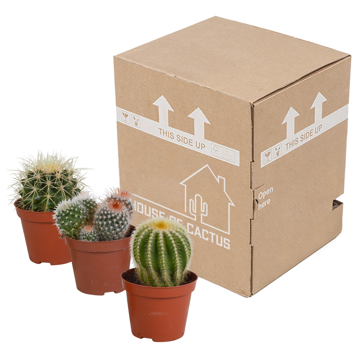 Bolcactus-Mischung 8,5 cm – Kugelförmige Kakteen ohne Topf