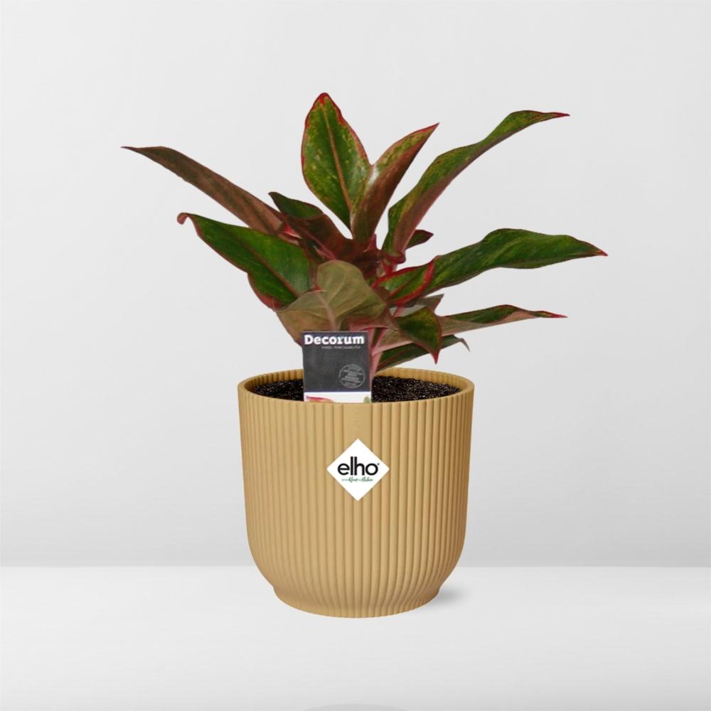 Aglaonema Crete – Pflegeleichte Zimmerpflanze im ELHO Vibes Fold 14cm Gelb