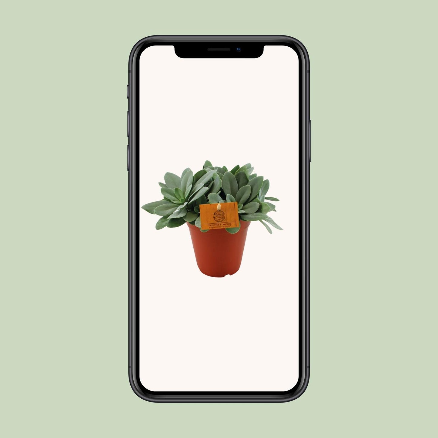 Senecio Cephalophorus – Pflegeleichte Zierpflanze Ø15 cm