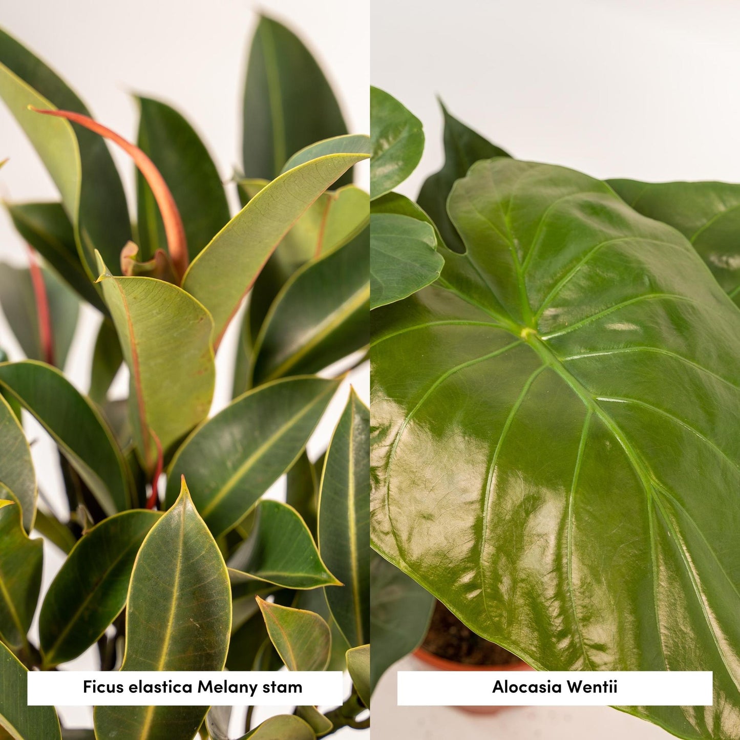 Ficus Elastica Melany & Alocasia Wentii im Korb – Pflegeleichtes Duo Ø21/Ø19 cm