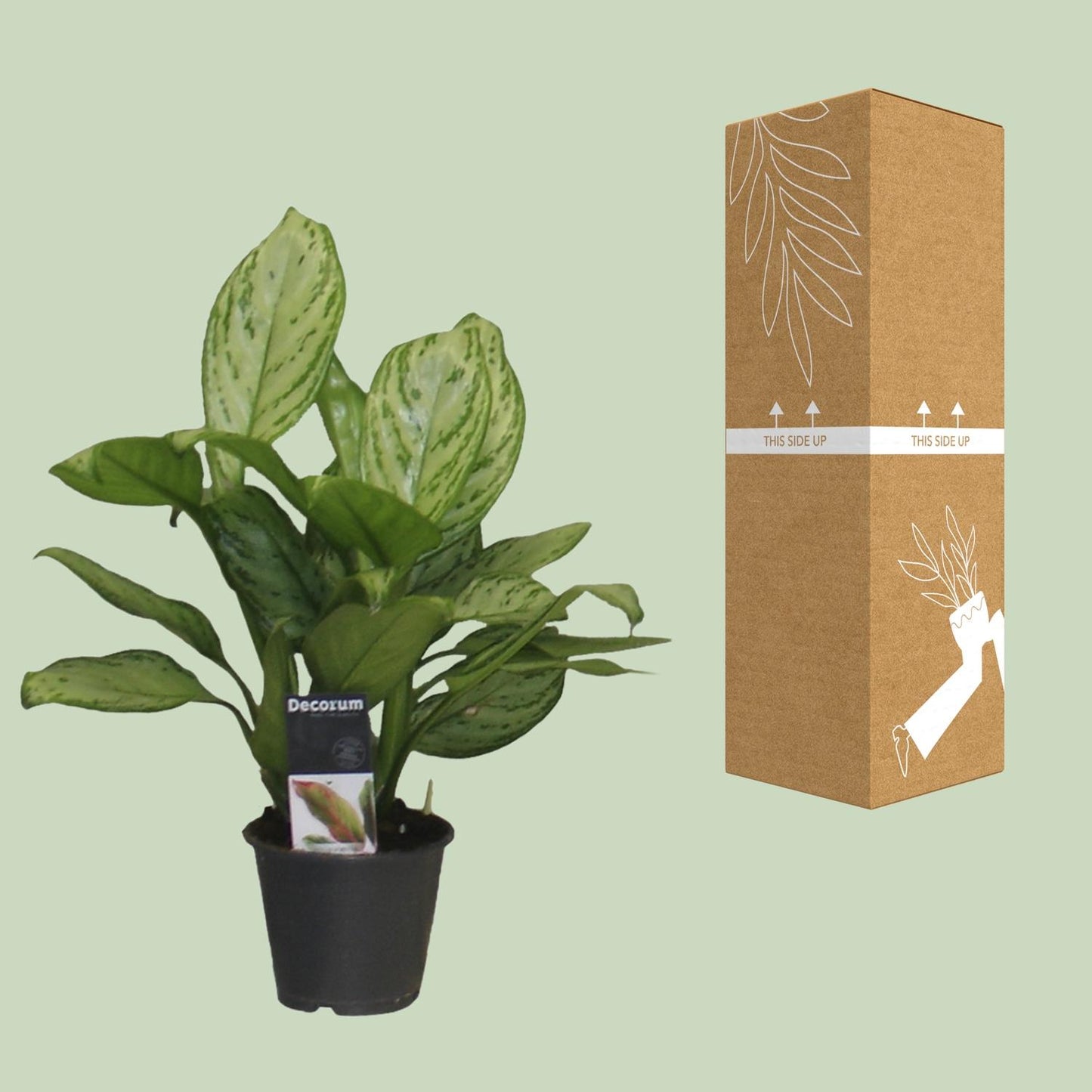 Aglaonema Christina – Pflegeleichte Luftreiniger-Pflanze Ø12cm