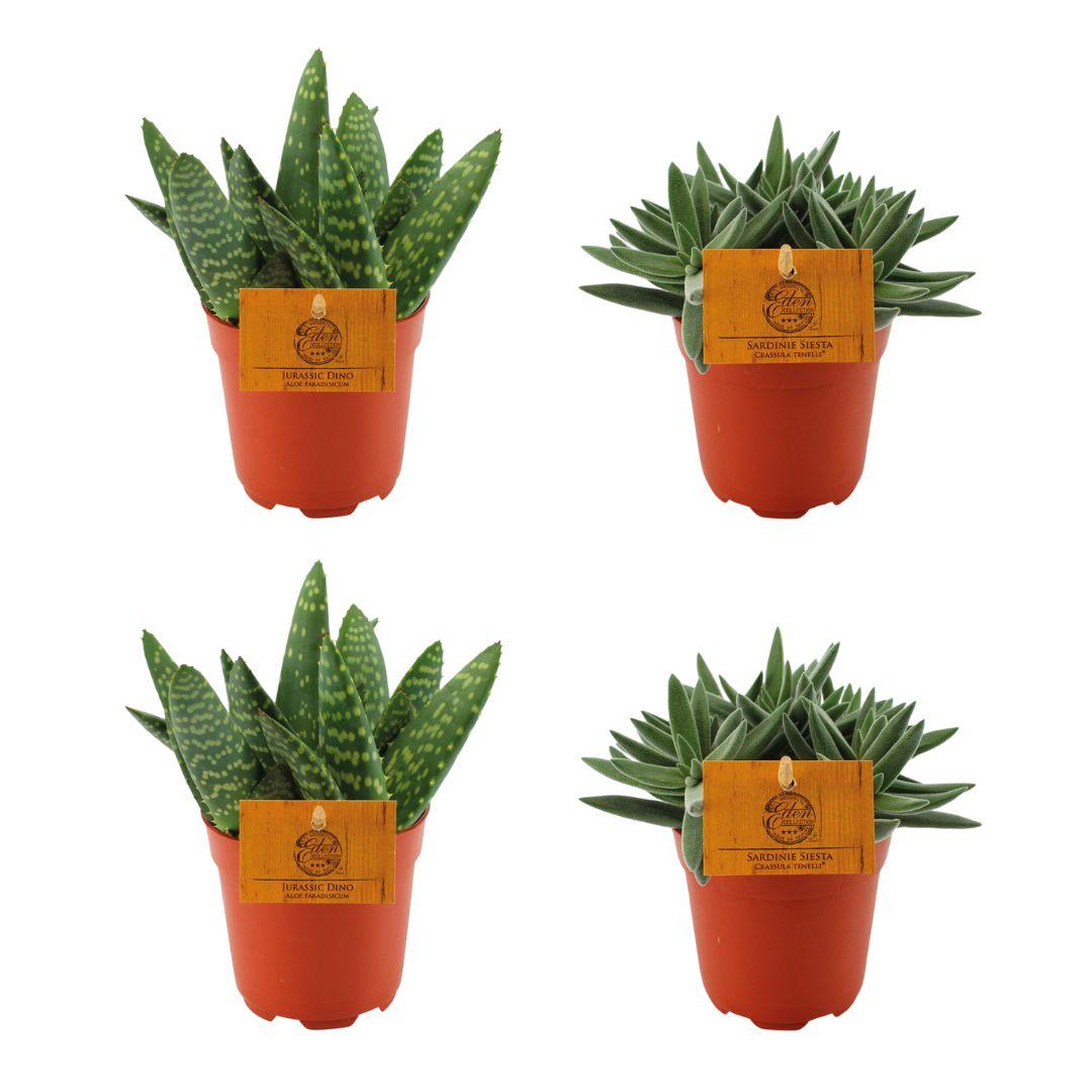 Set aus 2 Aloe Paradisicum & 2 Crassula Tenelli – Ø10,5 cm