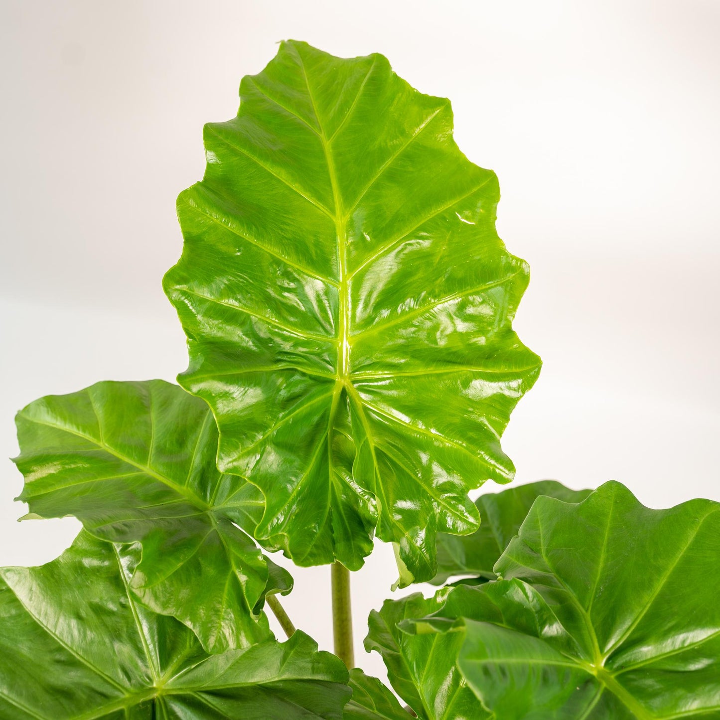 Alocasia Portodora Ø21cm mit Korb Igmar – Elefantenohr Zimmerpflanze