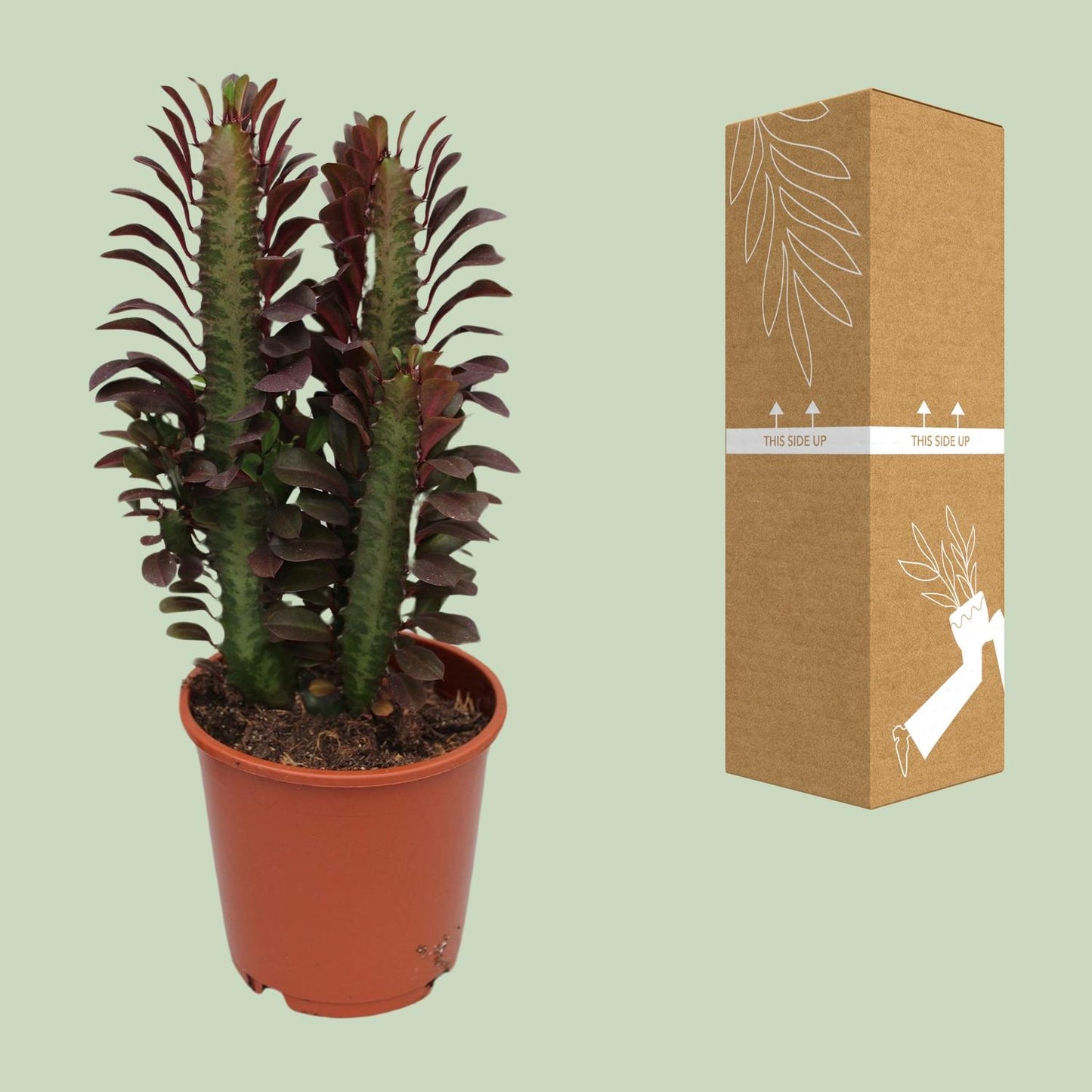 Afrikanischer Milchbaum Rubra – Pflegeleichte Zimmerpflanze Ø12cm