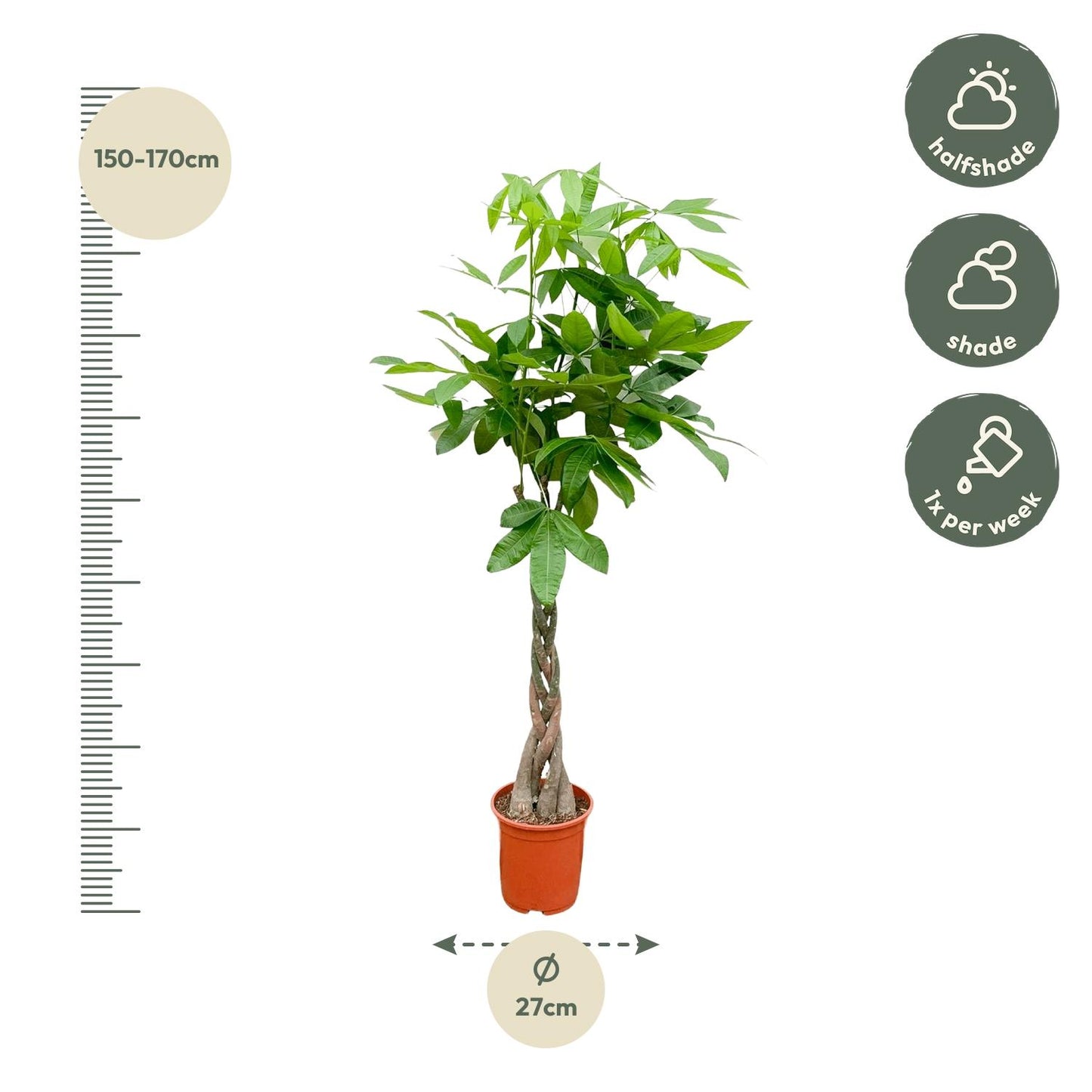Pachira Aquatica – Geldbaum, 140 cm, ø27 cm