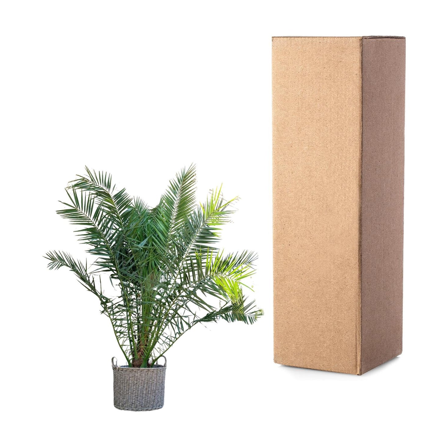 Phoenix Canariensis – Kanarische Dattelpalme 300 cm