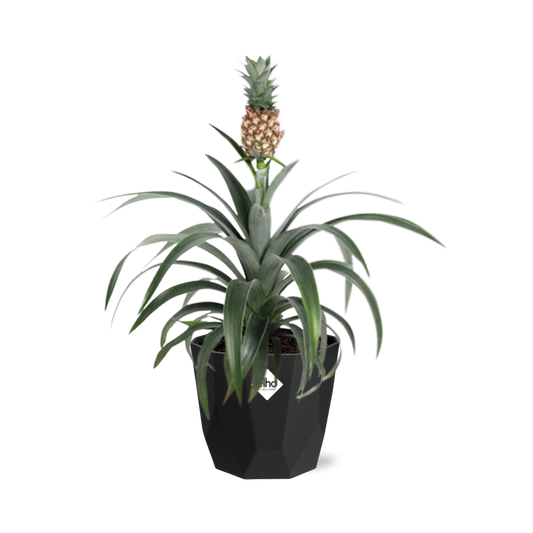 Ananas Mi Amigo – Tropische Zierpflanze 14 cm Topf