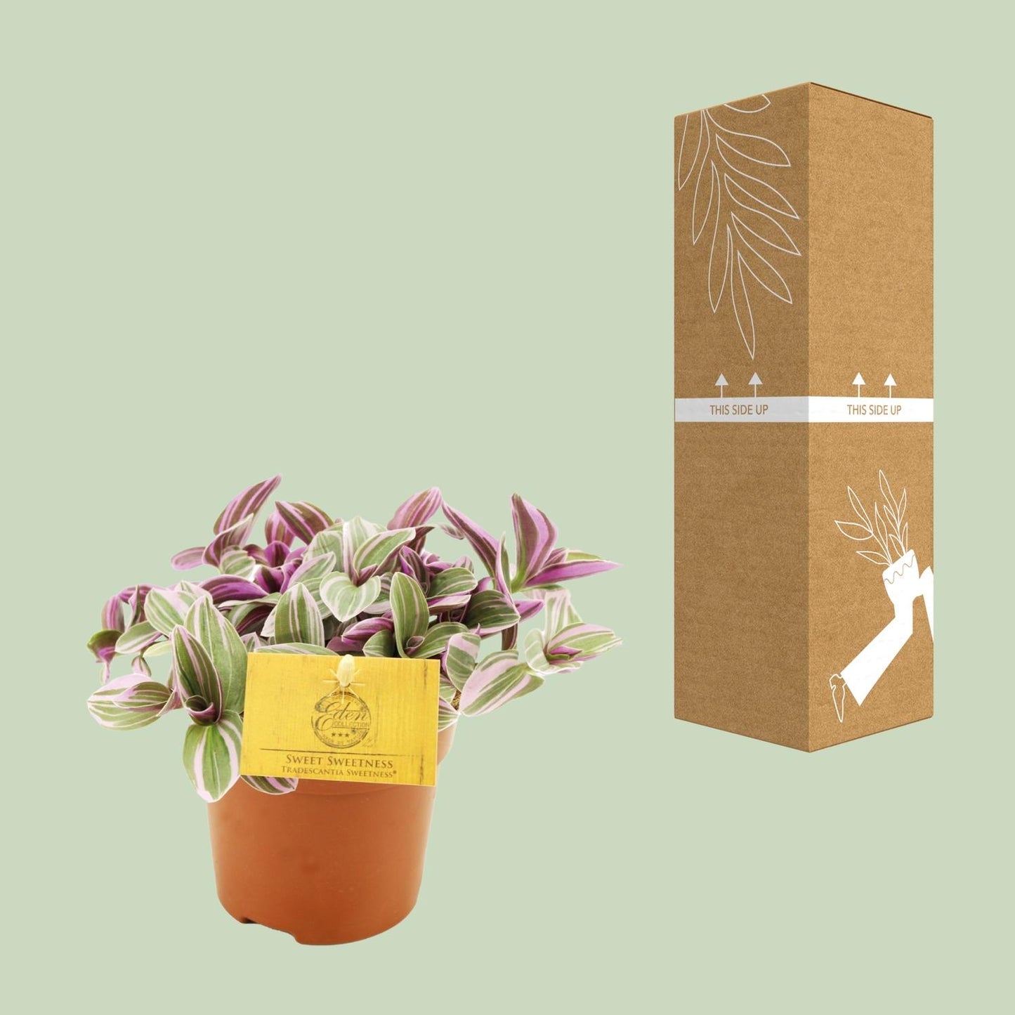 Dreimasterblume 'Sweetness' – Pflegeleichte Zimmerpflanze Ø10,5cm