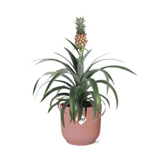 Ananas-Pflanze 'Mi Amigo' in ELHO Vibes Fold 14cm rosa