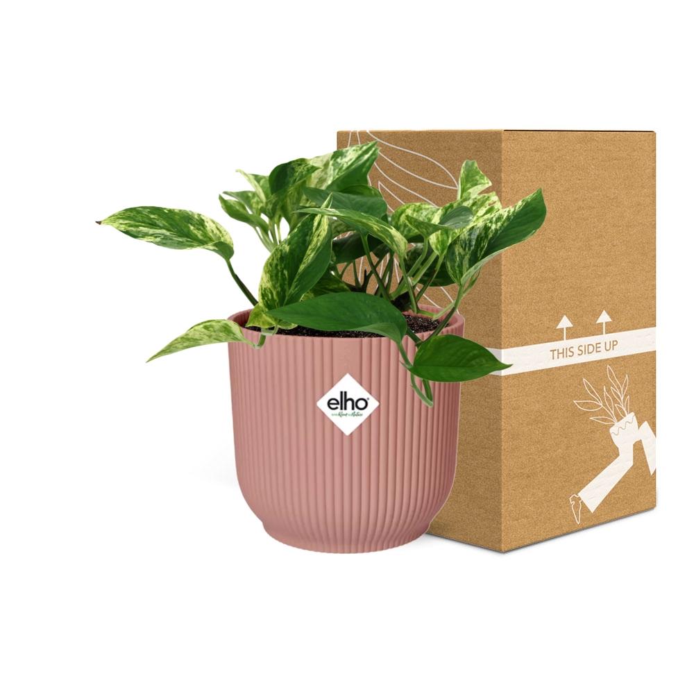 Scindapsus Marble Queen in ELHO Vibes Fold 14cm rosa