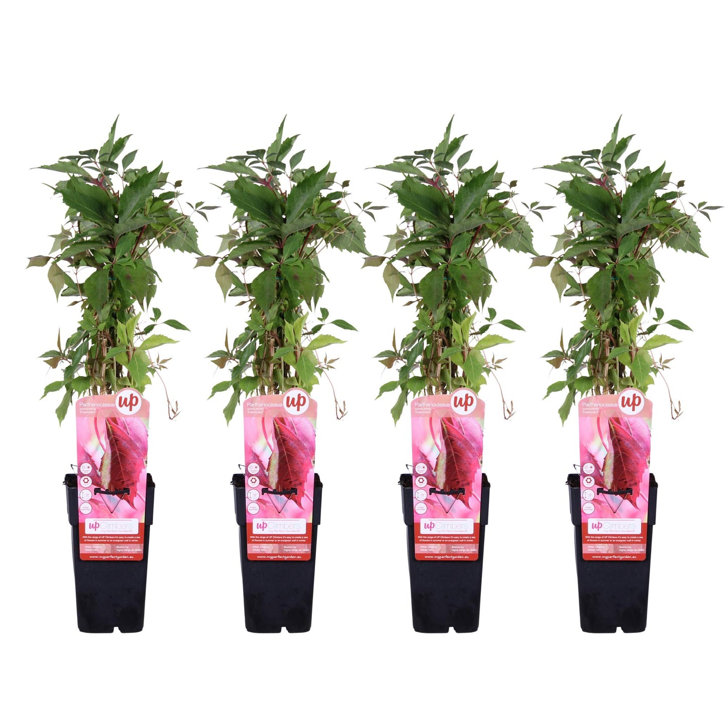 4x Parthenocissus quinquefolia 'Engelmannii' – Selbstkletternde Kletterpflanze Ø15cm