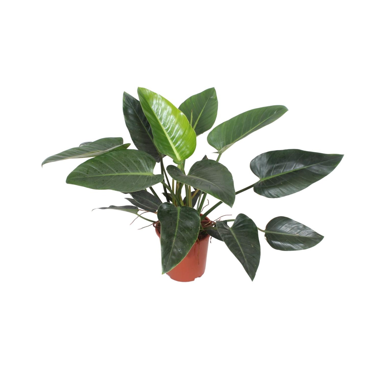Philodendron Congo Green – Pflegeleichte tropische Zimmerpflanze