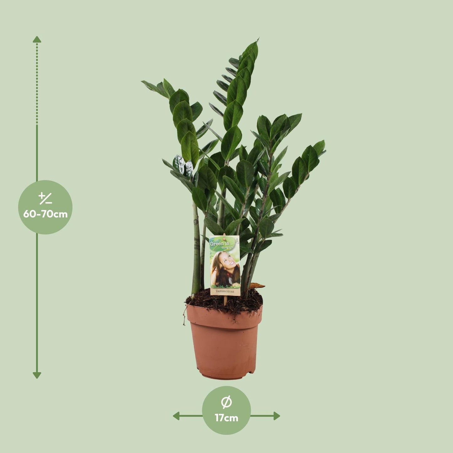Zamioculcas Zamiifolia Ø17cm – Pflegeleichte ZZ-Pflanze