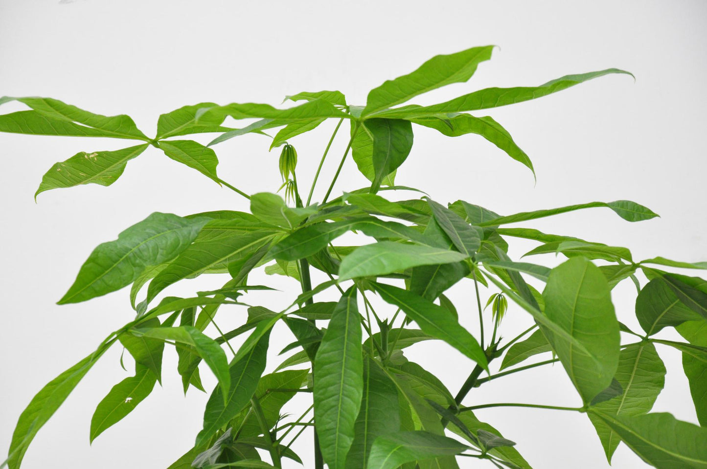 Pachira Aquatica – Geldbaum, 140 cm, ø27 cm