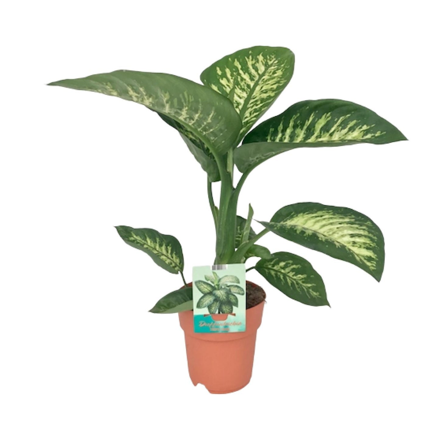 Dieffenbachia Seguine Tropic Snow Ø19cm – Pflegeleichte Zimmerpflanze