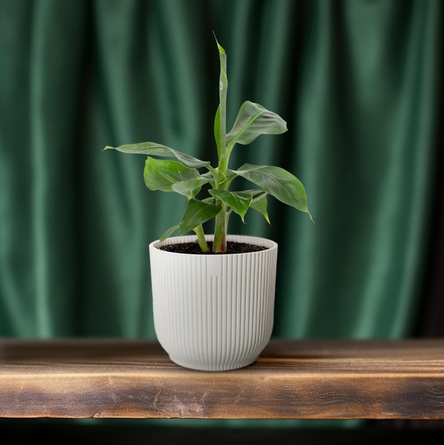Musa Tropicana – Pflegeleichter Zimmer-Bananenbaum Ø12cm