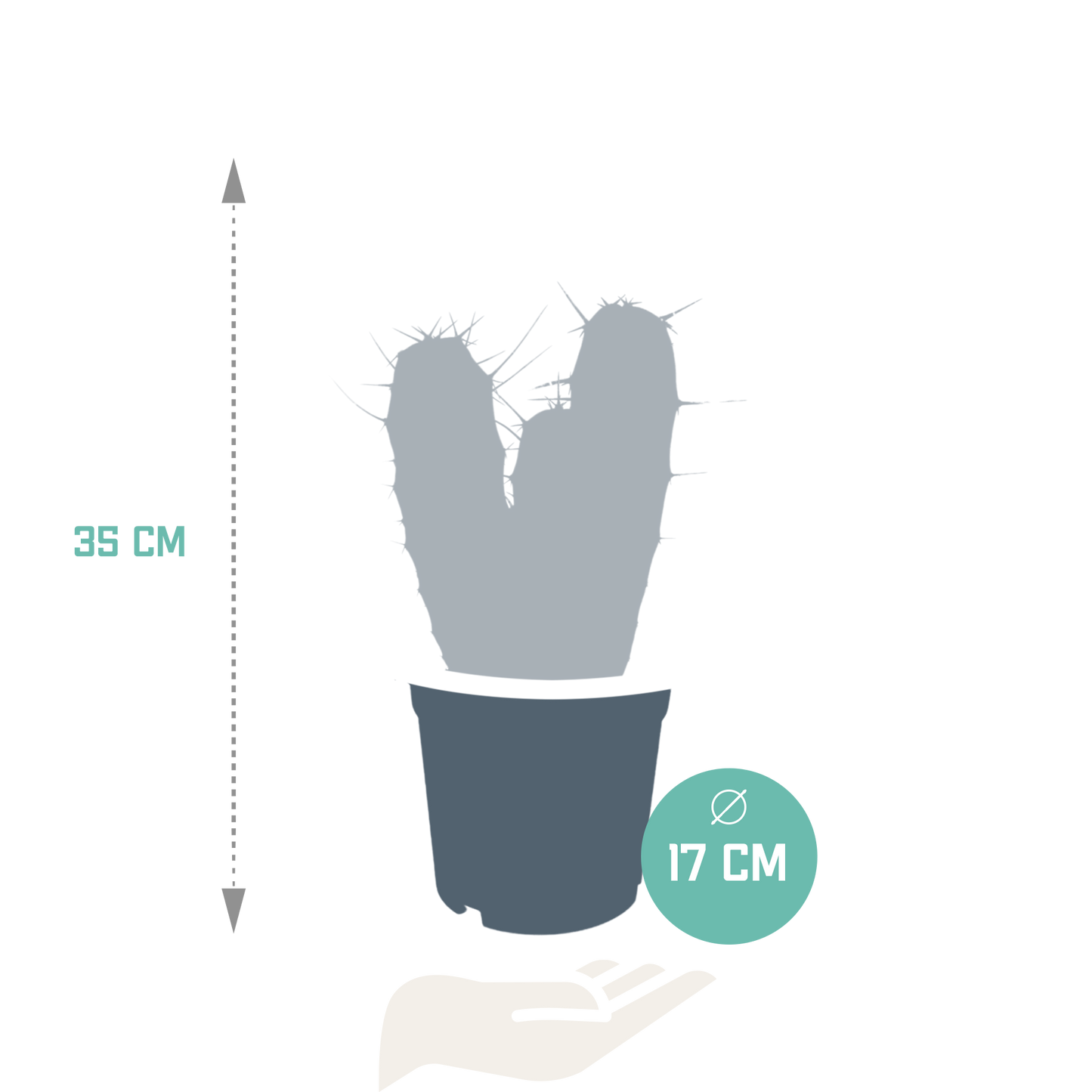 Myrtillocactus geometrizans 17 cm – pflegeleichter Säulenkaktus