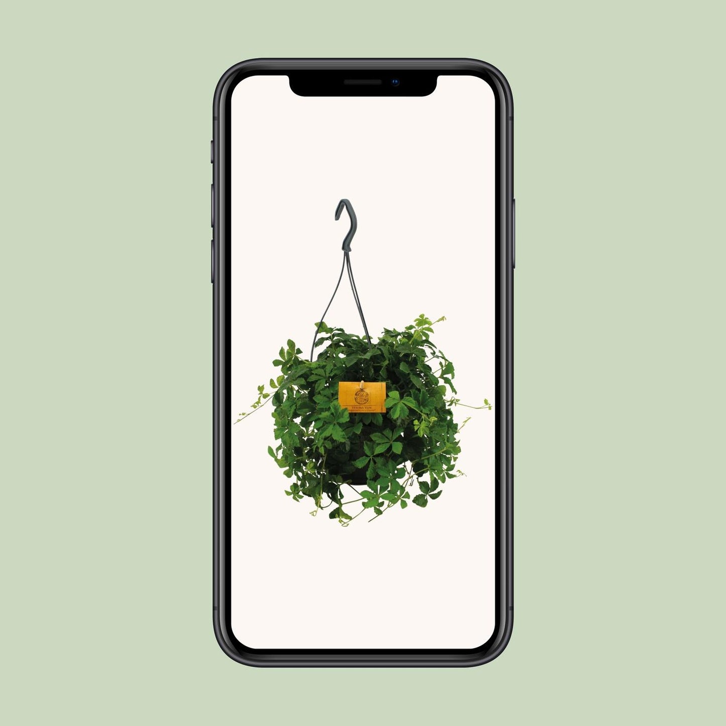Parthenocissus Striata Ø15cm – Pflegeleichte Hängepflanze