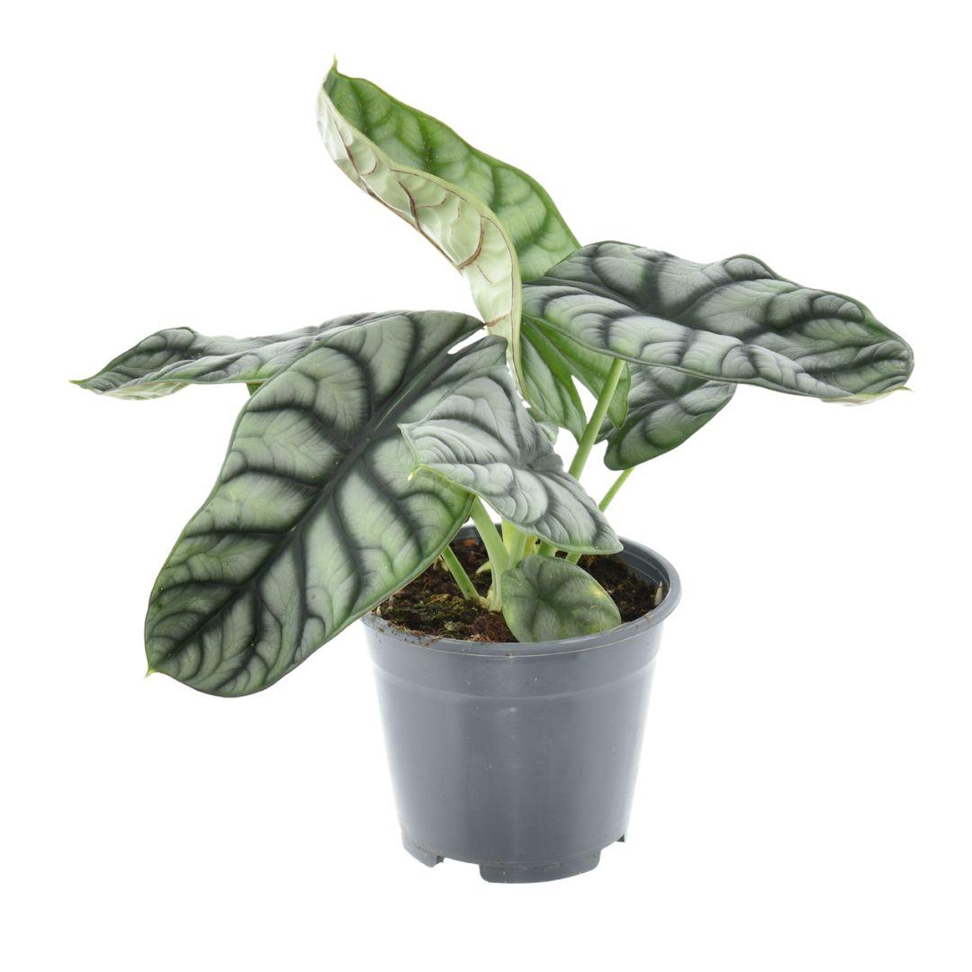 Alocasia Nebula Silver Compacta – pflegeleichte Trendpflanze Ø14cm