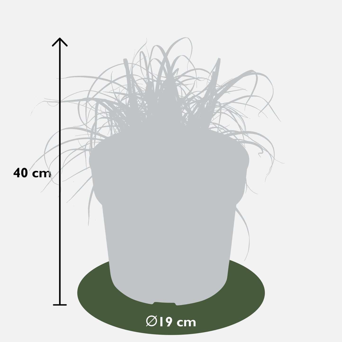 Uncinia rubra Everflame – Rotes Ziergras Ø19 cm