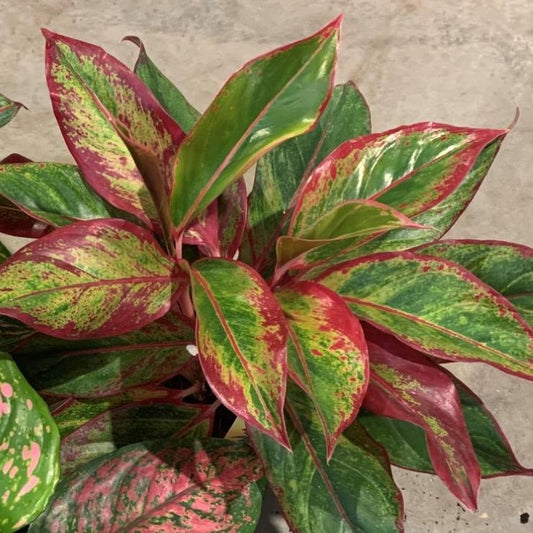 Aglaonema Crete – Pflegeleichte Luftreiniger-Pflanze Ø14cm
