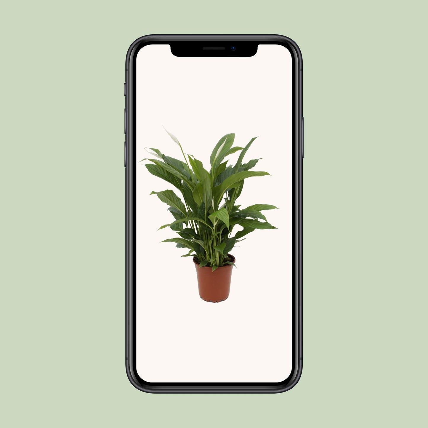 Spathiphyllum Torelli – Pflegeleichte Friedenslilie Ø17cm