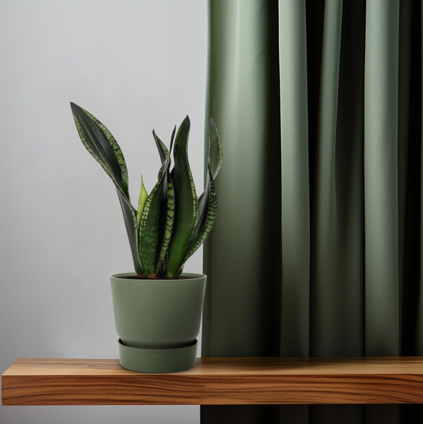Sansevieria Whitney – Pflegeleichte Schwiegermutterzunge 12 cm