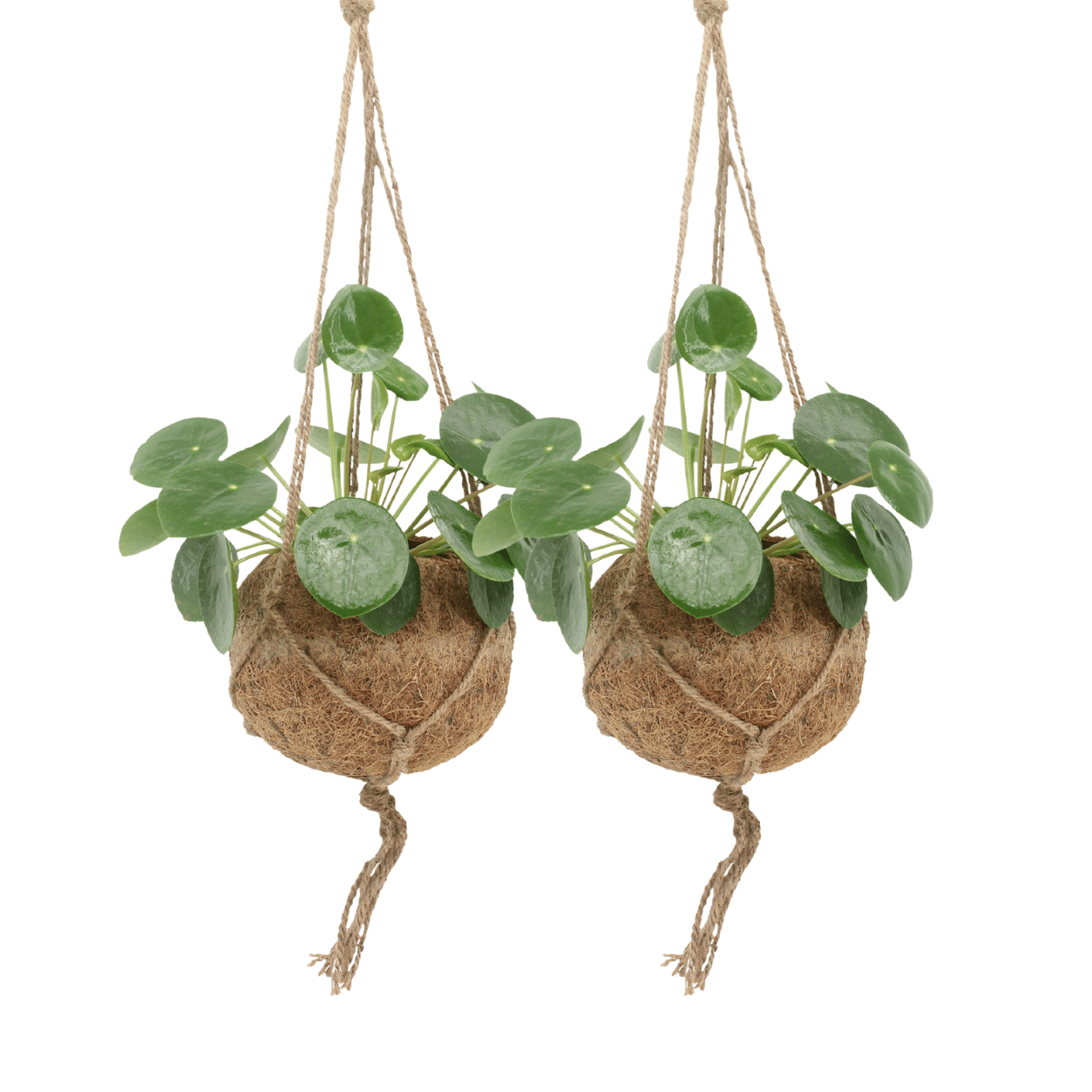 2x Kokodama Pilea Peperomiodes – Pfannkuchenpflanze 20cm