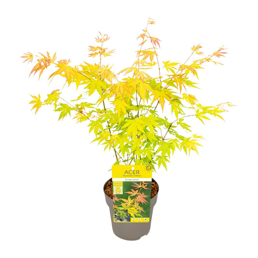 Acer palmatum Orange Dream - Pflegeleichter Herbstahorn Ø15cm
