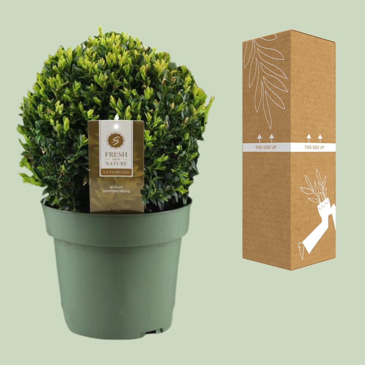 Buxus Semp. Ball Ø25cm – Winterharte Buchsbaum-Kugel