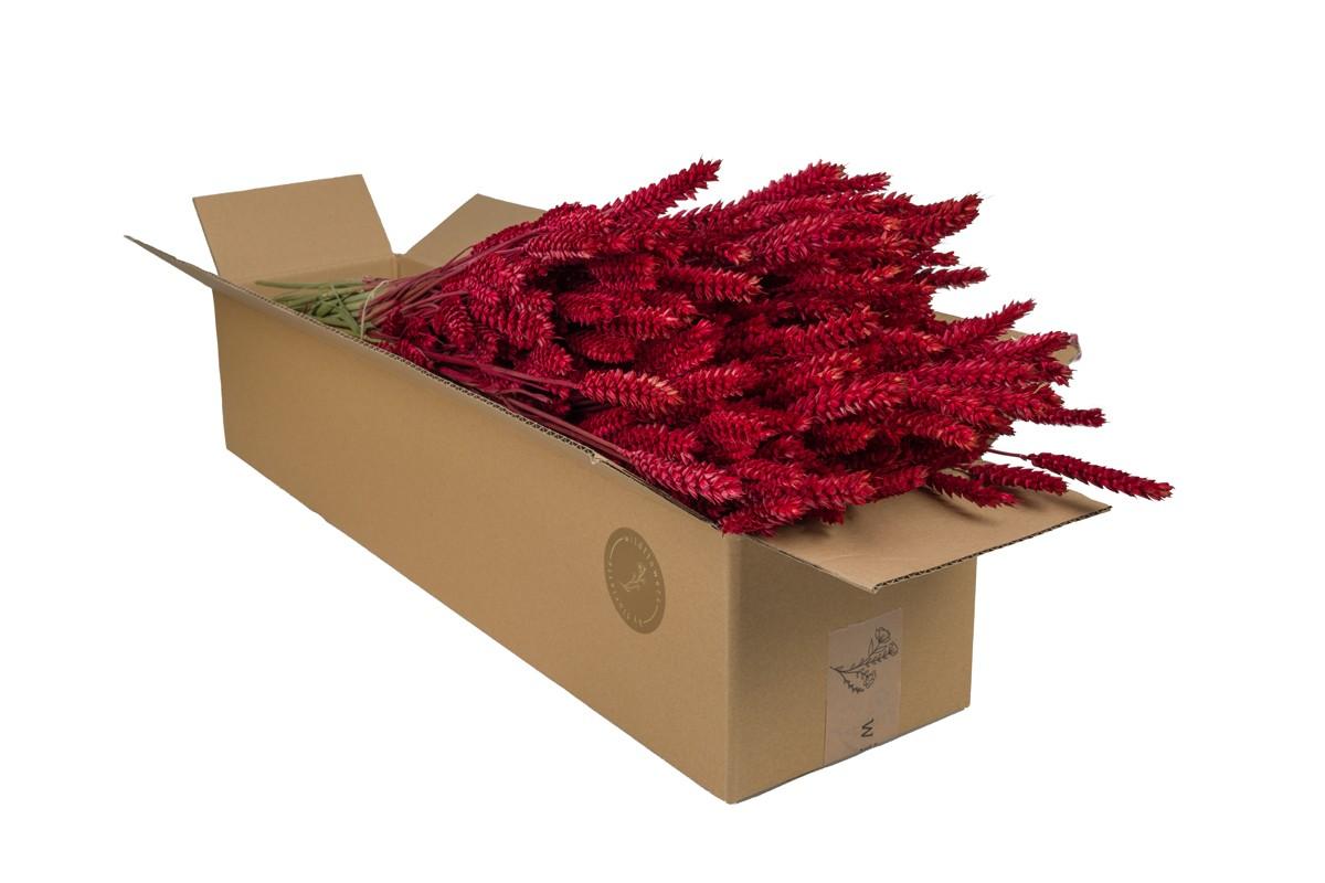 Getrocknete Weizenblumen (Triticum) – Rot – 4er Set – 60 cm