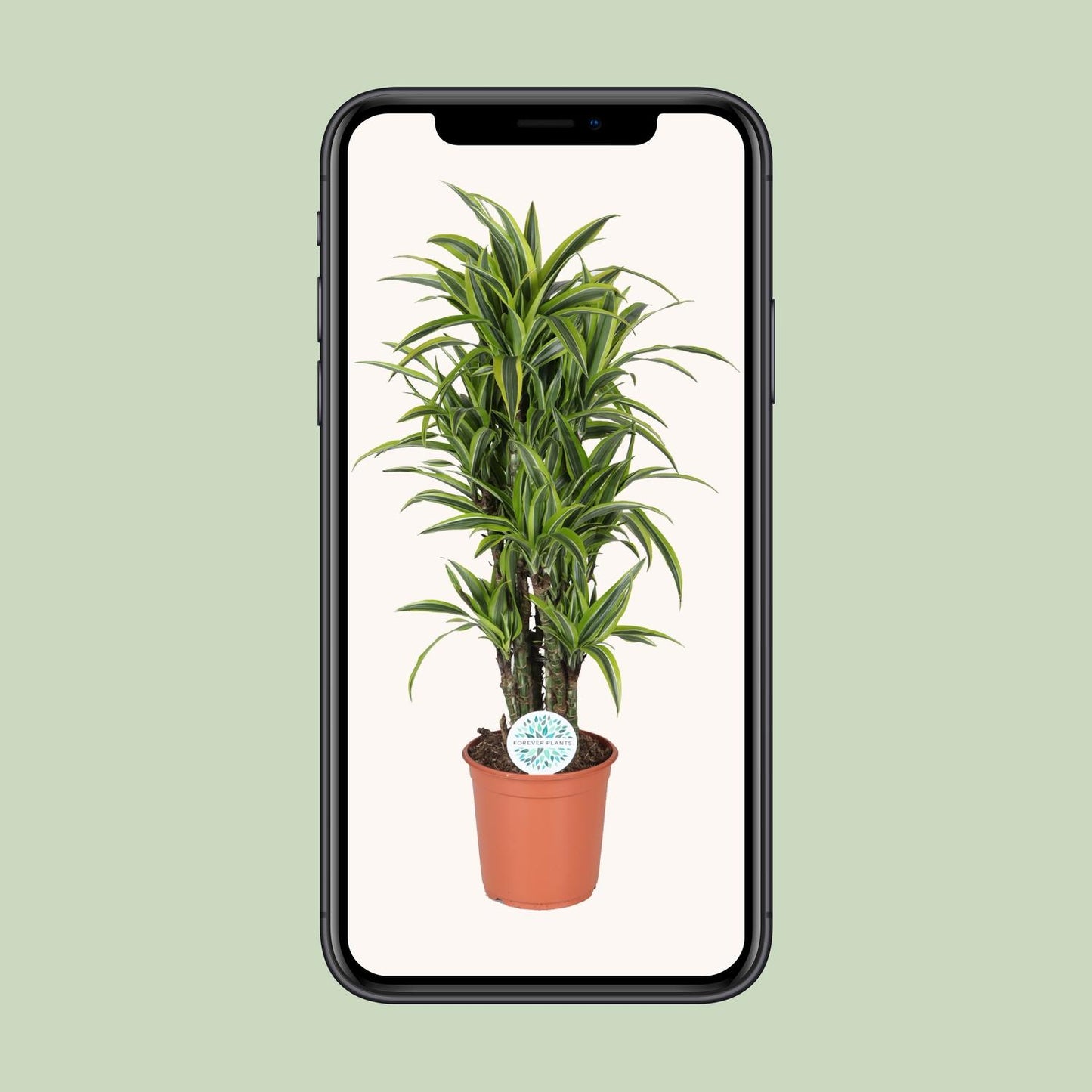 Drachenbaum Lemon Lime – pflegeleichte Zimmerpflanze Ø24cm