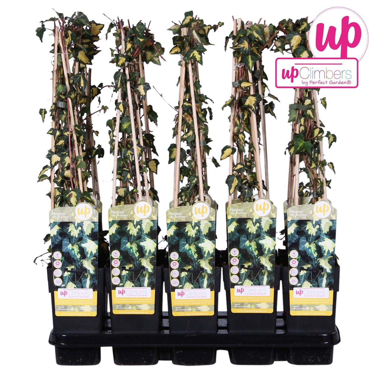 Hedera helix 'Goldheart' – Pflegeleichte Efeupflanze Ø15cm