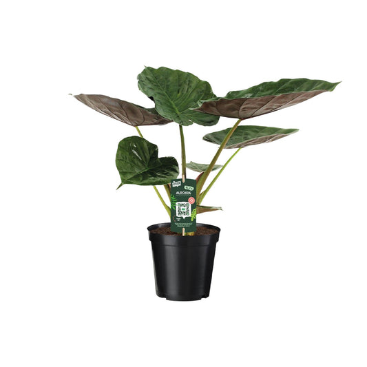 Alocasia Wentii – Elefantenohr Zimmerpflanze Ø19cm, 70cm hoch