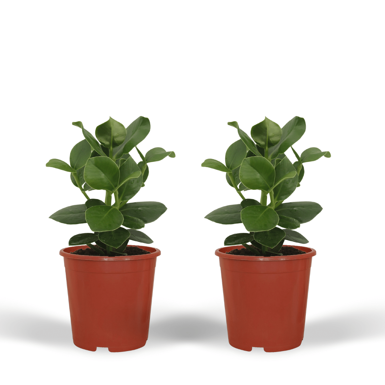 Clusia Princess Zimmerpflanze – 2er Set, Ø12cm, ca. 15cm hoch
