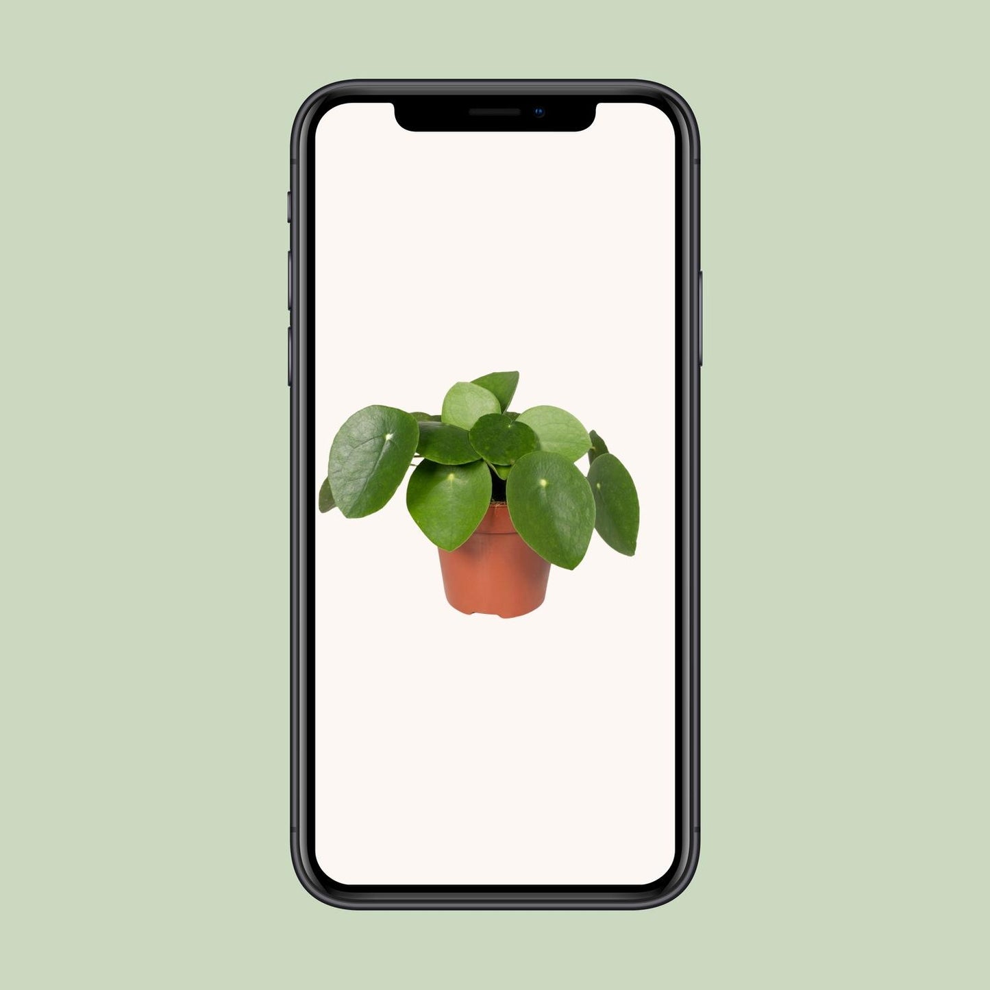 Pilea Peperomioides – Pfannkuchenpflanze Ø12cm, pflegeleicht