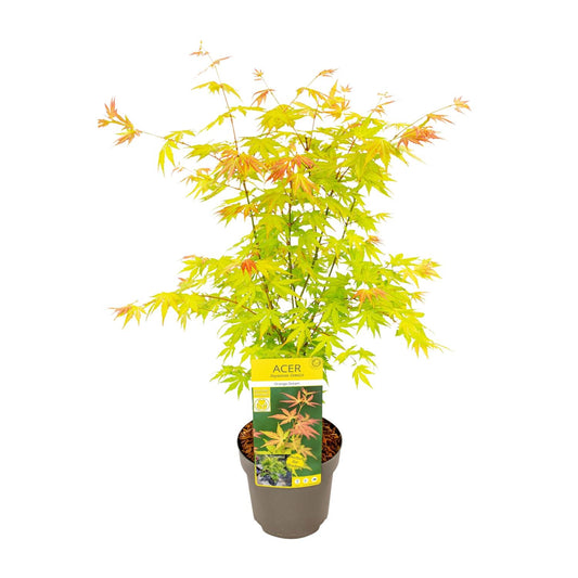 Acer palmatum Orange Dream – dekorativer Ahorn Ø19cm